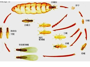 白蟻群體特征有哪些？