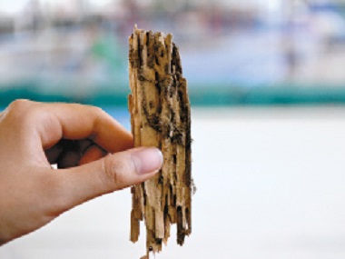 高明白蟻預(yù)防站引見下防治杉木白蟻的7個小妙招