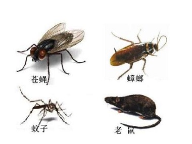 三水殺蟲滅鼠公司驅(qū)趕蟑螂、蚊子的方法有哪些