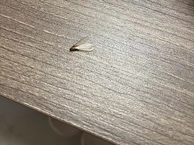 三水殺滅白蟻站為何現(xiàn)代高樓大廈也會呈現(xiàn)白蟻
