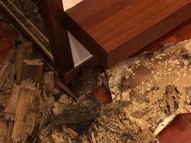 禪城白蟻防治站白蟻和螞蟻的區(qū)別有哪些