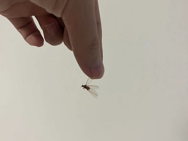 高明白蟻備案站：怎么防止白蟻飛入室內(nèi)